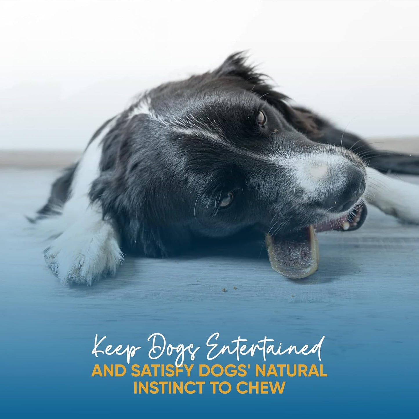 Filled Cow Hooves for Dogs – Delicious Cheese & Bacon Flavor Dog Treats (3 Count), Long-Lasting Natural Dog Chews, Stuffed Beef Hooves for All Breeds, Made from Premium Brazilian Cattle
