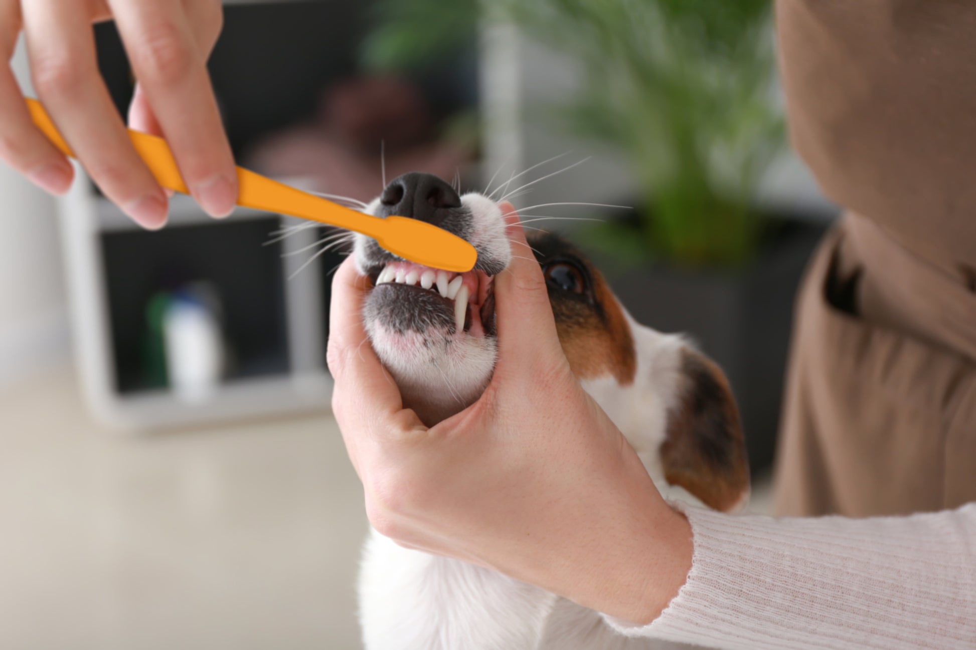 Advanced Oral Care 3 Piece Dog Dental Kit Banana Mint