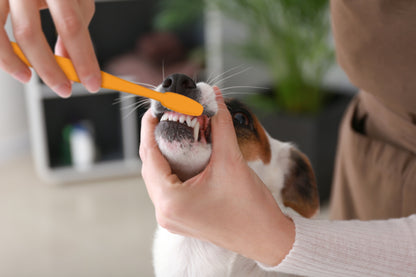 Advanced Oral Care 3 Piece Dog Dental Kit Banana Mint