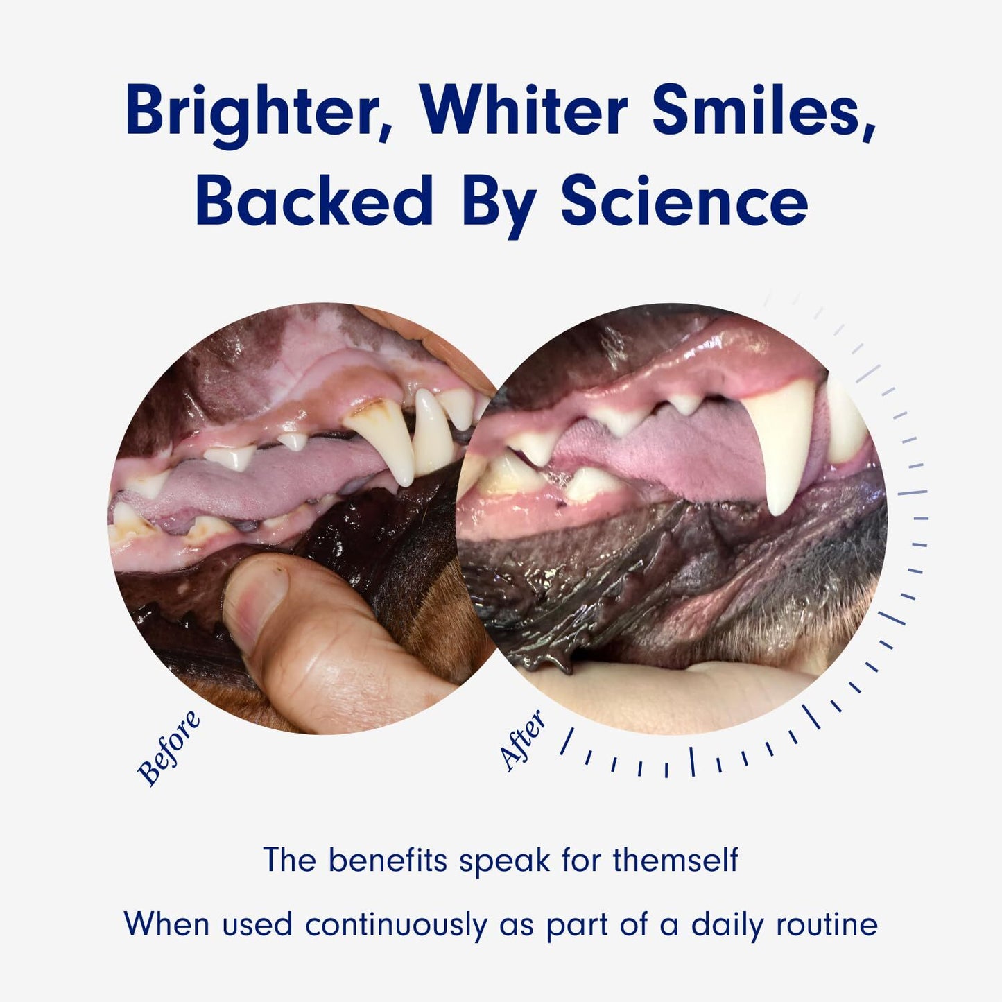 Probright Dog Dental Powder for Small Dogs 30 Scoops Tartar Bad Breath Care